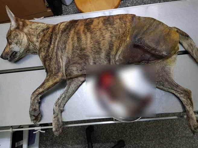 流浪狗遭捕兽夹夹断腿，让人看了相当痛心。（施佩妤提供／孙英哲彰化传真）