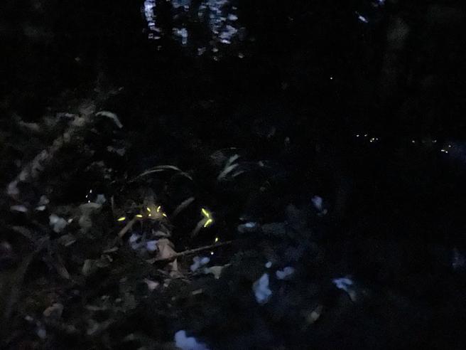 邻近涵碧楼的有水巷是赏萤好去处。（何书青摄）