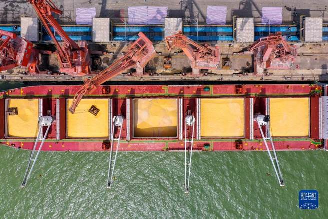 大陆继巴西后从南非进口首船5.3万吨饲料玉米抵粤港。图为4日从南非进口的首船饲料玉米靠泊广东麻涌港。（新华社）