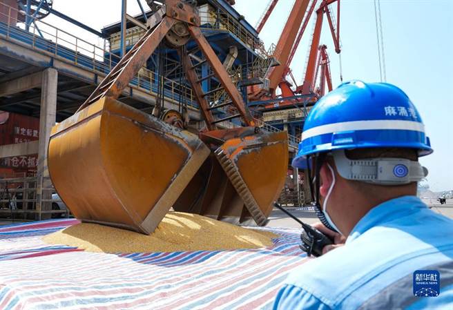 大陆继巴西后从南非进口首船5.3万吨饲料玉米抵粤港。图为4日首船进口南非饲料玉米抵达广东麻涌港后，工作人员指挥吊机从船上卸下玉米接受检验检疫。（新华社）