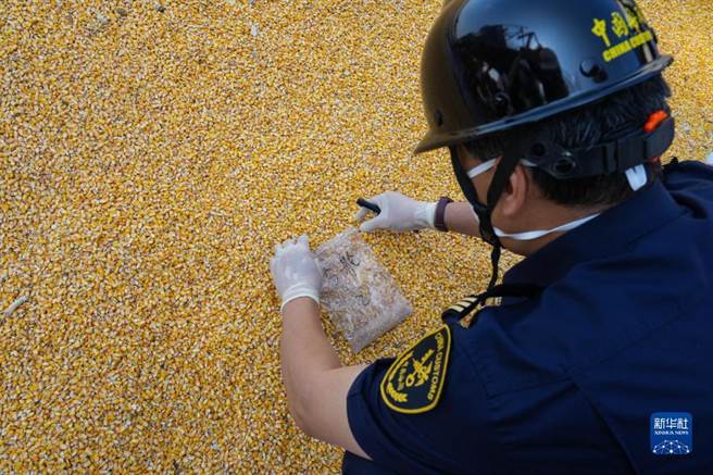 大陆继巴西后从南非进口首船5.3万吨饲料玉米抵粤港。图为海关检验检疫工作人员在广东麻涌港对首船进口南非饲料玉米进行筛样检查。（新华社）