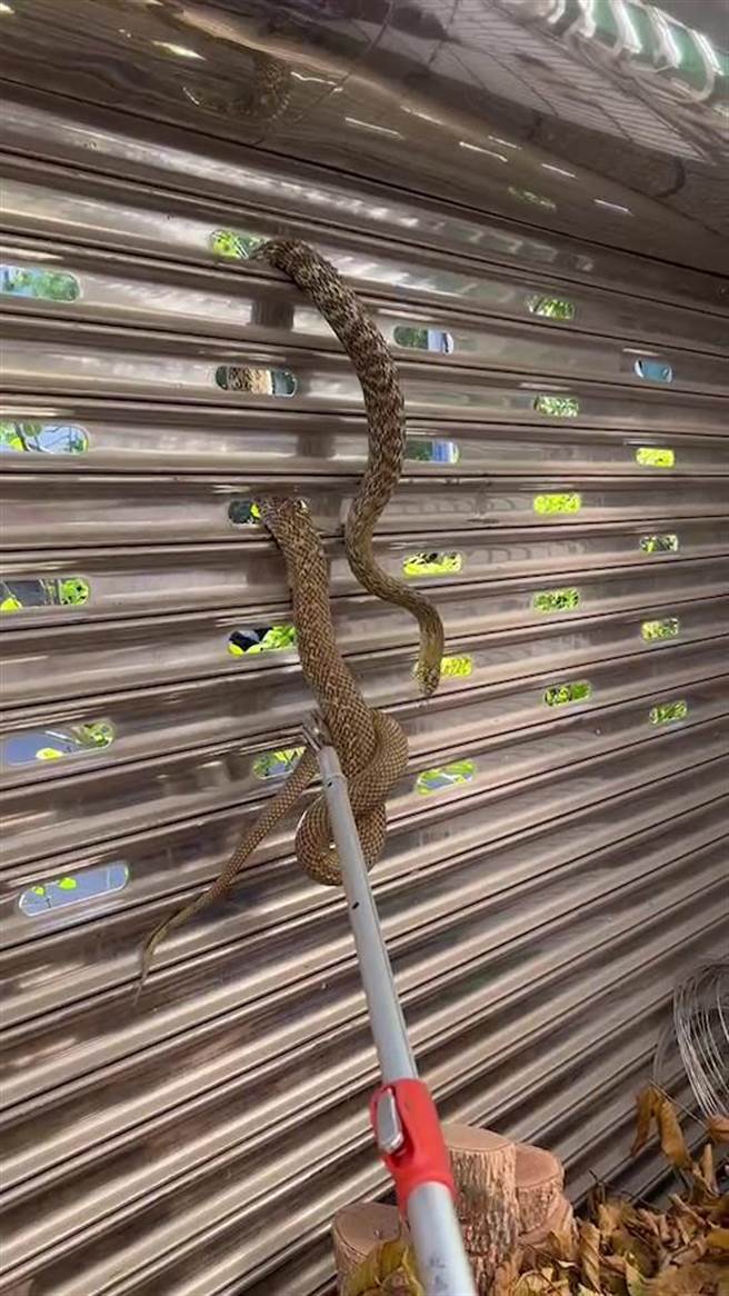 大黑眉锦蛇卡在铁卷门孔洞，不断挣扎，却动弹不得。（读者提供／廖素慧嘉市传真）