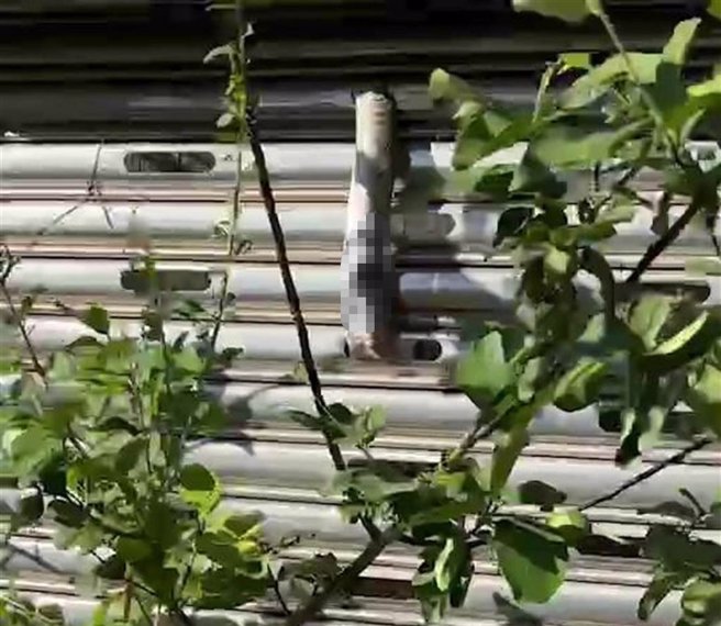 大黑眉锦蛇卡在铁卷门孔洞，不断挣扎，把自已弄伤了，令人不忍睹卒。（读者提供／廖素慧嘉市传真）