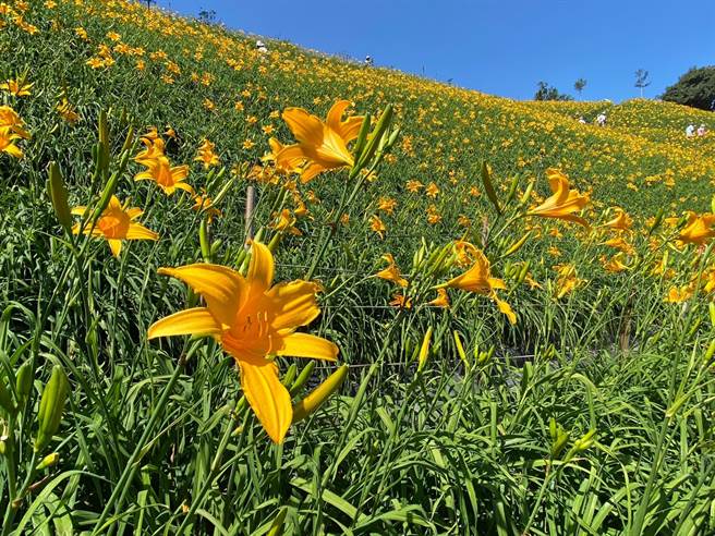 彰化县花坛乡虎山巖金针花园区小而美，吸引许多游客造访。（孙英哲摄）