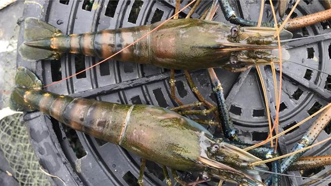 第5届「赛神虾」将于6日登场，不少民眾超期待到活动现场买活虾，但也有人抱怨今年泰国虾涨太多。（谢佳潾摄）