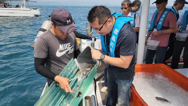 ▲产发处处长林鼎超进行鱼苗放流。（基隆市政府提供／徐佑升基隆传真）