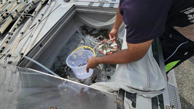 ▲将进行放流之大量鱼苗。（基隆市政府提供／徐佑升基隆传真）