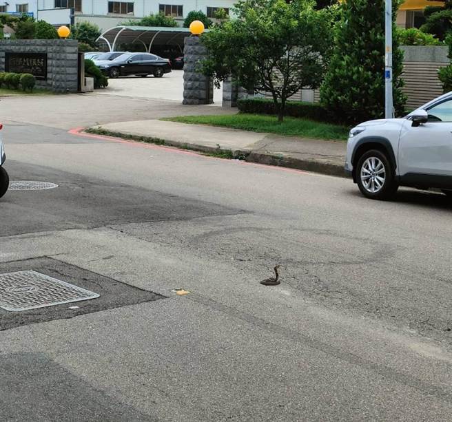 台中市西屯区工业区16路中间日前有一条蛇蜷曲在路中央。（警方提供／张亦惠台中传真）