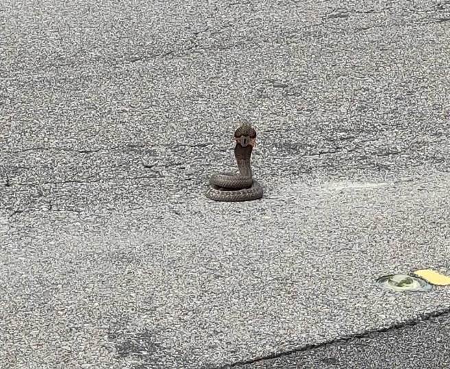 台中市西屯区工业区16路中间日前有一条蛇蜷曲在路中央。（警方提供／张亦惠台中传真）