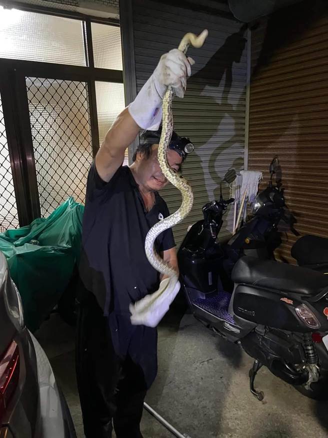 台中市沙鹿区中航路5日深夜出现锦蛇，农业局外包商驰援成功收拾这条蛇。（蔡坤地提供／陈淑娥台中传真）