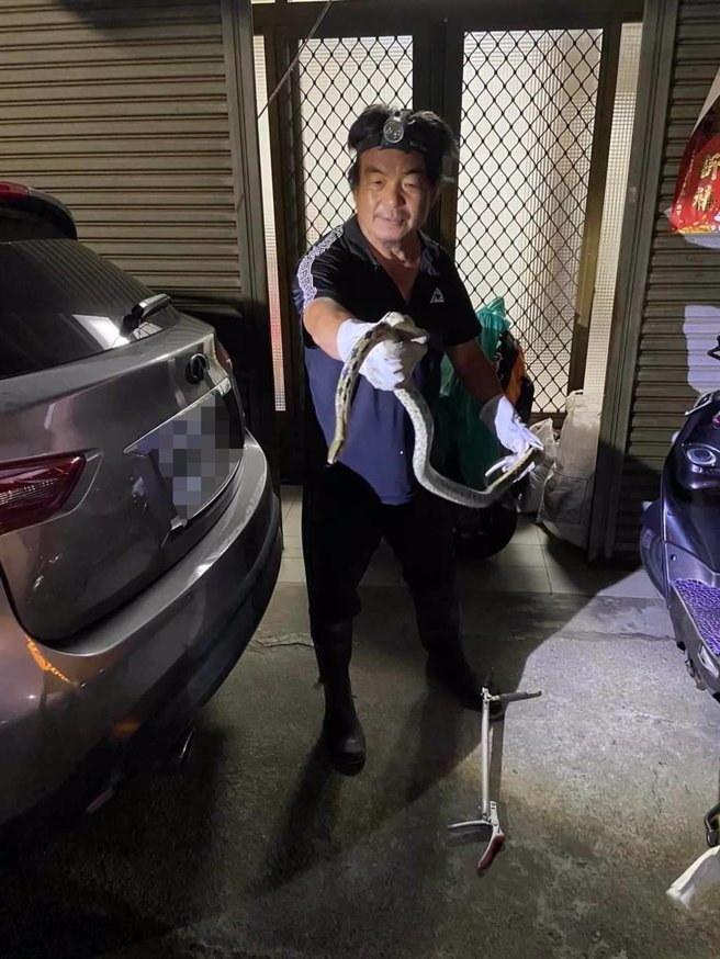 台中市沙鹿区中航路5日深夜出现锦蛇，农业局外包商驰援成功收拾这条蛇。（蔡坤地提供／陈淑娥台中传真）