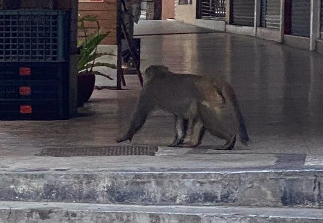 东湖惊见巨大猕猴，在路上左顾右盼。（图／网友授权提供）
