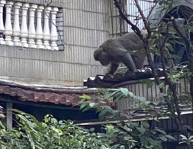 东湖惊见巨大猕猴，大摇大摆逛大街。（图／网友授权提供）
