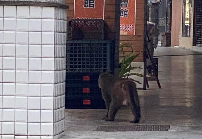 巨大猕猴现身东湖，引起网友讨论。（图／网友授权提供）
