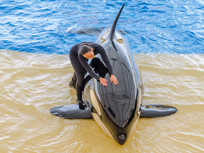 杀人鲸浮出水面找饲育员帮忙抓痒，没想到饲育员伸手狂撸后手掌上全是黑泥。对此，水族馆解答，这些黑泥其实是虎鲸身上的代谢物。（示意图／达志影像）