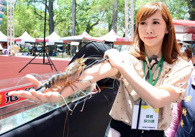 比手臂长泰国虾！潮州赛神虾356克破记录。(林和生摄)