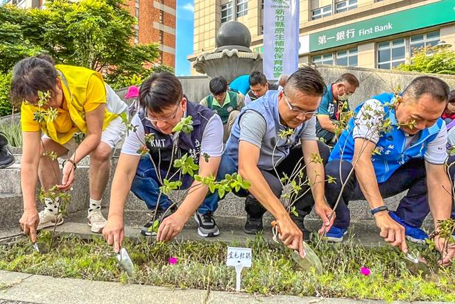 立委林思铭（左二）和县议员吴旭智（右二）在豆子埔溪翰林桥前河畔种原生植物。（罗浚滨摄）