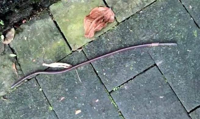 日月潭水库岸边步道惊见身形像蛇般的超大蚯蚓，钻出地表在路面游走。（民眾提供／冯惠宜南投传真）