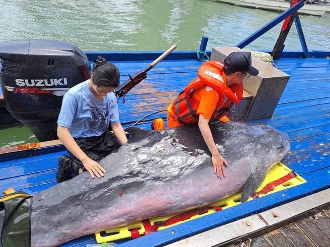 苗栗县苑里镇出水里沙滩6日上午出现一只小抹鱼鲸搁浅，海巡署中部分署第3岸巡队苑里安检所官兵赶往援救。（海巡署第3岸巡队提供／谢明俊苗栗传真）
