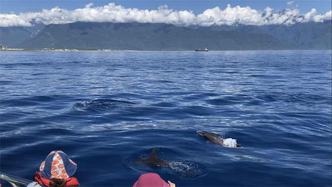花莲县政府推广海洋保育理念，与中央、民间团体系手合作，结合海域常见鲸豚，编制2份鲸豚保育教案提供教育推广使用。（花莲县政府提供／罗亦晽花莲传真）