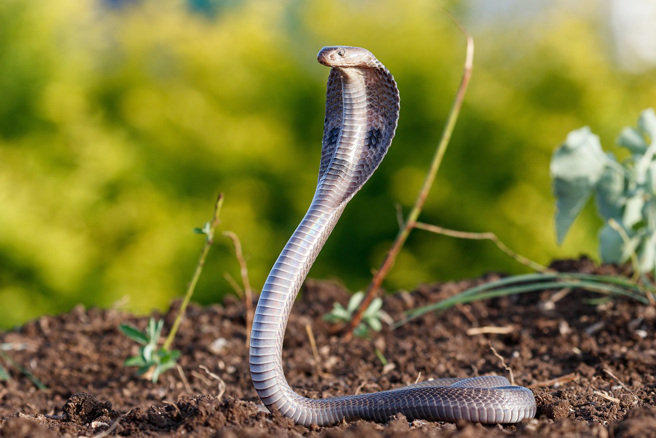 泰国的政府捕蛇人员前往协助捕捉眼镜蛇，结果遭到反击，毒液喷进左眼险失明。(示意图/达志影像)