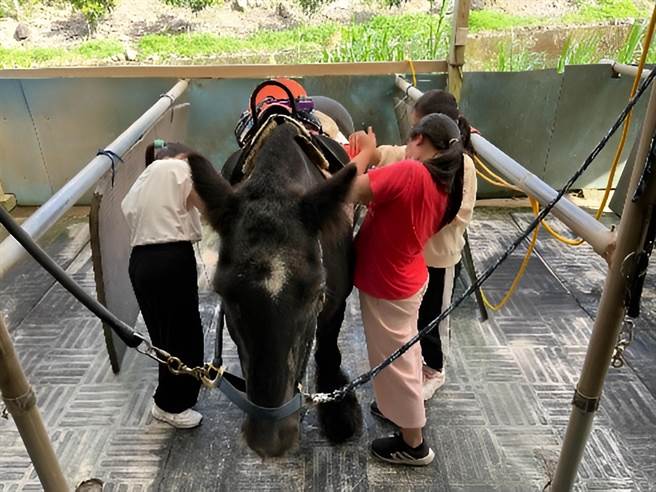 台中市中坑国小马学特色课程。（教育部提供／林志成台北传真）