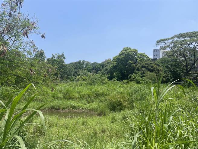 市议员刘彦伶日前到金山里樱花公园会勘，发现公园内的生态池竟变成杂草丛生的一片荒地。（取自刘彦伶脸书）