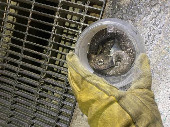 眼尖民眾在永康区水沟内发现眼镜蛇。（台南市农业局提供／程炳璋台南传真）