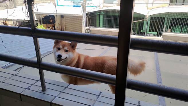 台南市永康居民发现自家2楼的遮雨棚出现1只柴犬隔着栅栏与他对望。（永康警分局提供／洪荣志台南传真）