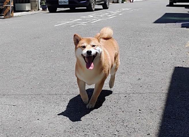受困遮雨棚的柴犬被救下后神情愉悦。（永康警分局提供／洪荣志台南传真）
