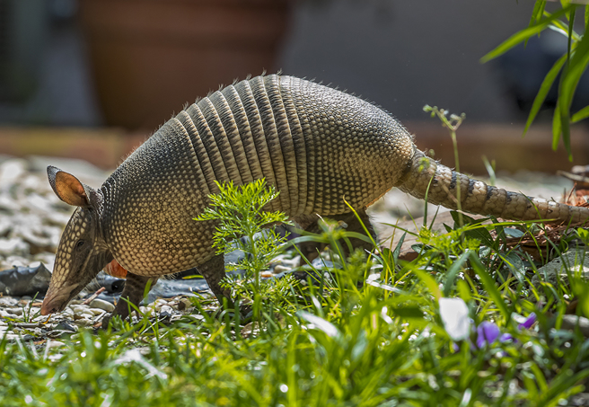 犰狳收集筑巢材料的影片近日在网路上爆红。（示意图／达志影像）