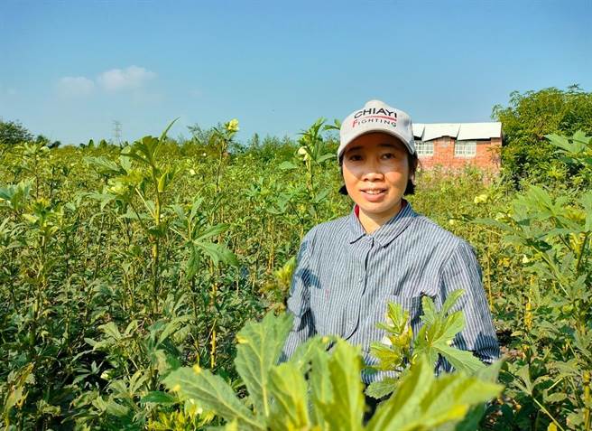 越南籍新住民阮金凰种秋葵扛起4口家计。（北家扶中心提供／张毓翎台南传真）
