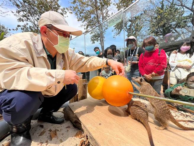 保育员陈裕琪为狐獴家族设计觅食玩具。（柯宗纬翻摄）