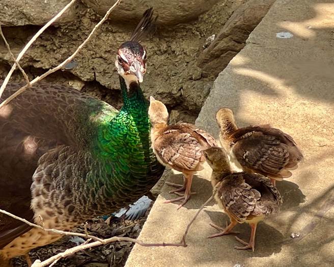 孔雀妈妈母性佳，与新生小孔雀互动良好。（柯宗纬翻摄）