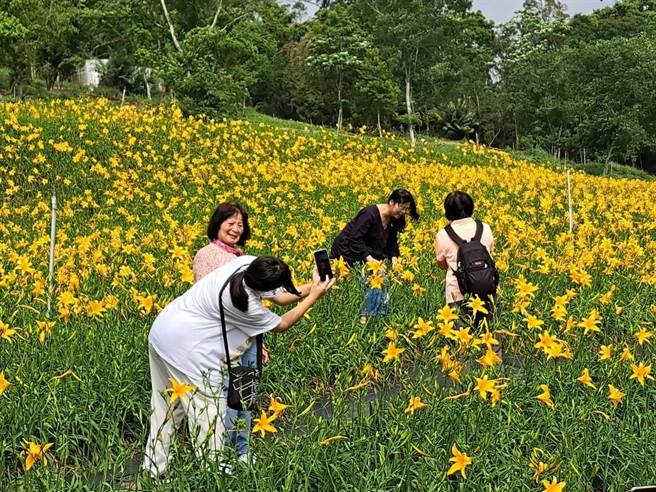 东势林场游乐区金针花怒放，满山坡黄澄澄一片，徜徉其中令人心旷神怡。（东势林场提供／陈淑娥台中传真）