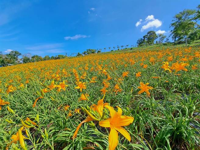 东势林场游乐区金针花怒放，满山坡黄澄澄一片，徜徉其中令人心旷神怡。（东势林场提供／陈淑娥台中传真）