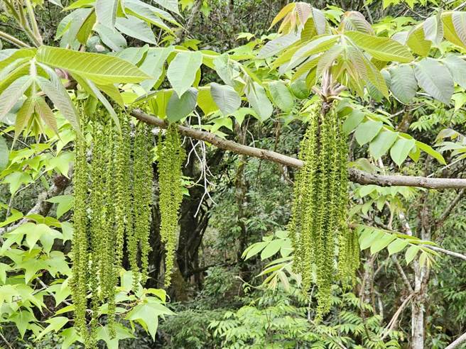 武陵农场的台湾胡桃悄悄开花，犹如「清汤挂麵」般格外吸睛。（武陵农场提供／陈淑娥台中传真）