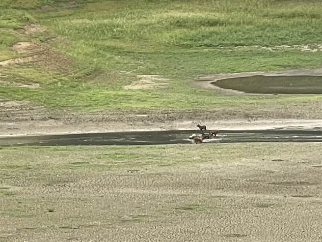 兰潭见底，民眾赫见数只狗儿在泥浆中嬉闹。（读者提供／廖素慧嘉市传真）