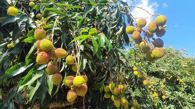 高雄出产的玉荷包品质优良，广受大眾喜爱。（高雄市农业局提供／林瑞益高雄传真）
