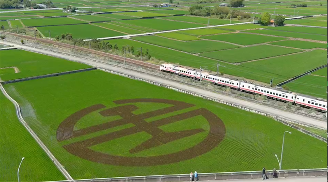 花蓮玉里鎮客城鐵橋旁的翠綠稻海裡，近日悄悄地繪上臺鐵經典LOGO，即日起至6月中旬稻米收割前，旅客行經玉里-富里路段時，可自火車車窗飽覽稻田彩繪美景。（臺鐵局提供／羅亦晽花蓮傳真）