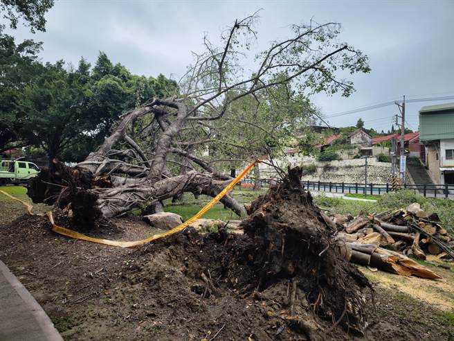 员林旧百果山休憩区内一棵超过10米的巨大榕树，也不敌雨势强袭倒塌，整棵榕树连根拔起，公所派员已派员前往清除。(吴建辉摄)