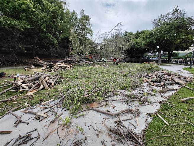 因为榕树的树根已经整个露出地面，树根也断裂，无法挽救因此只能将整棵榕树移除。(吴建辉摄)