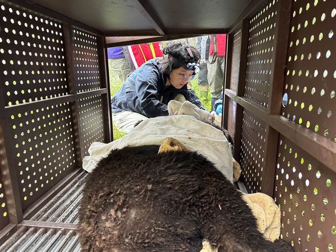 后送至运输笼兽医师检伤画面。(台东林管处提供／蔡旻妤台东传真)