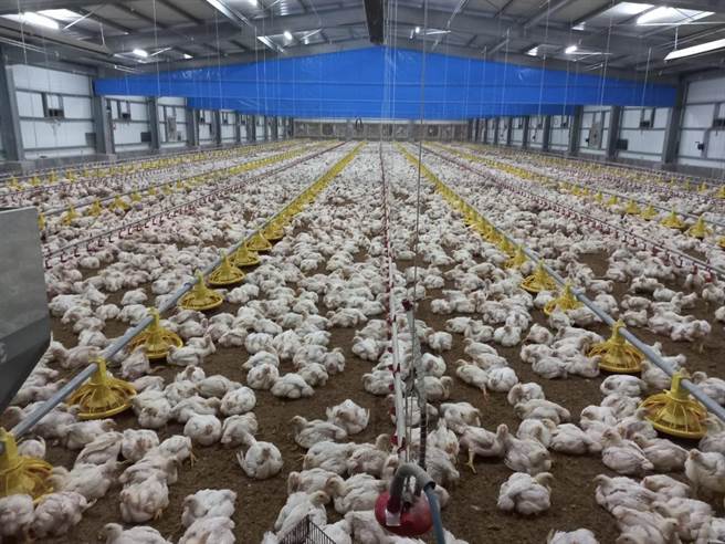 桃园市农业局推动补助计画，要协助家禽产业升级设备。（桃园市农业局提供／陈梦茹桃园传真）