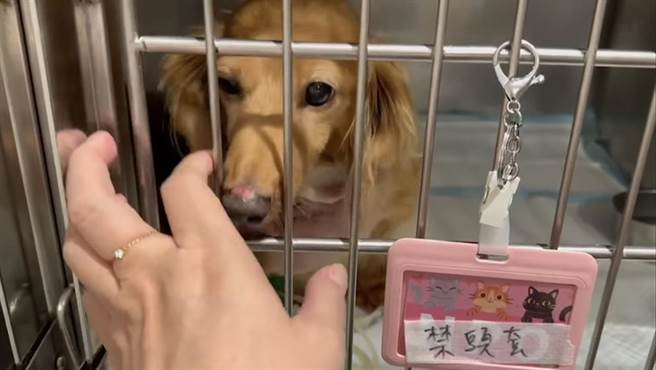 宋晋贤贴出小甜甜探病狗狗时的影片，声音是小甜甜，女生的戒指也与8日小甜甜po的影片同一款。（翻摄宋晋贤脸书影片）