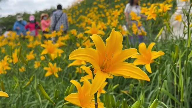 彰化縣花壇鄉虎山巖金針花盛開，近來天天遊客如織。（孫英哲攝）
