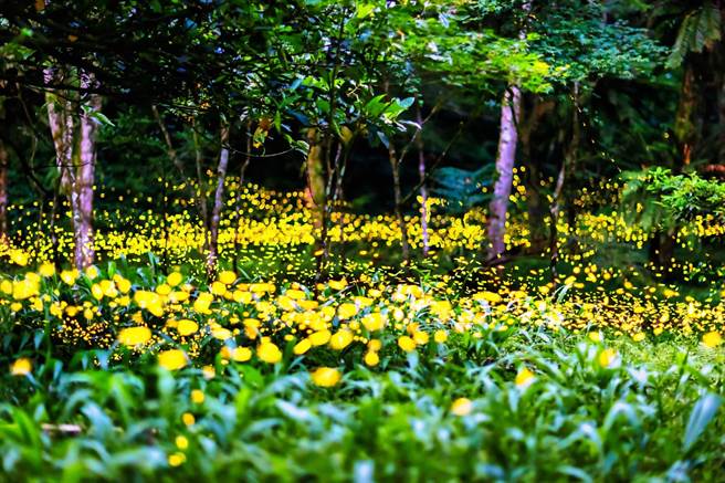 全台唯一需搭乘缆车才能抵达的云仙乐园，是特殊的赏萤秘境。（新北市观旅局提供）