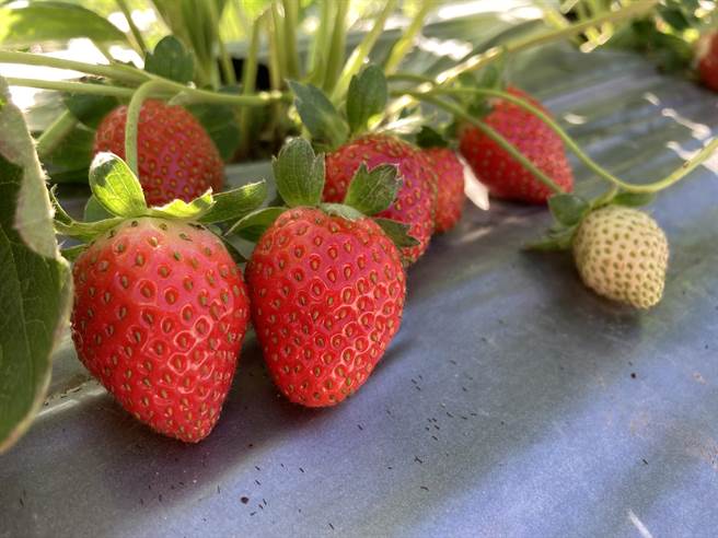 国姓乡草莓农认为放宽日本进口草莓农药残留标准，对严守安全用药的本土草莓是一大打击。（杨静茹摄）