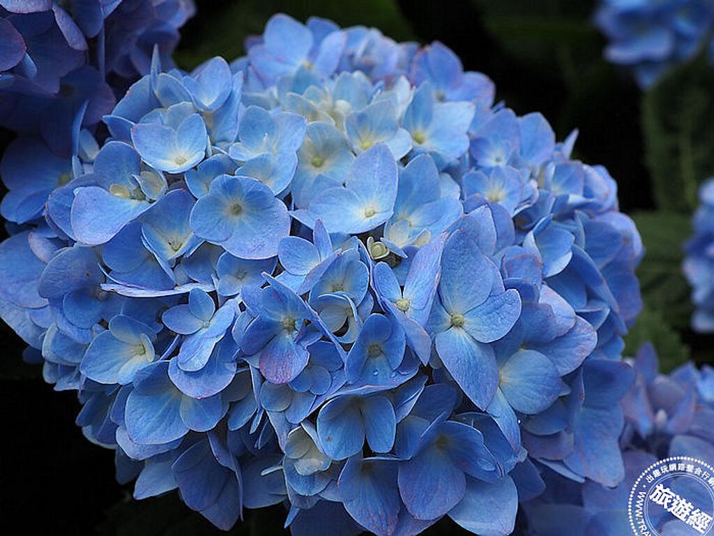 種植在pH值小於7的酸性土壤中，它會呈現藍花。(桃園市政府提供)