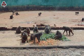 六福村狒狒區環境複檢 增監視器擴大監測